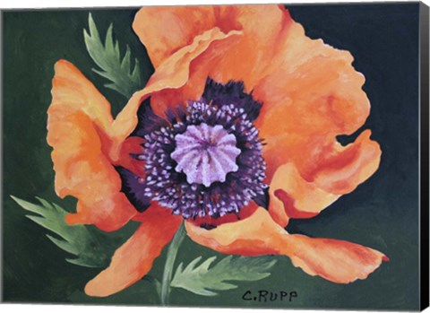 Framed Red Poppy II Print