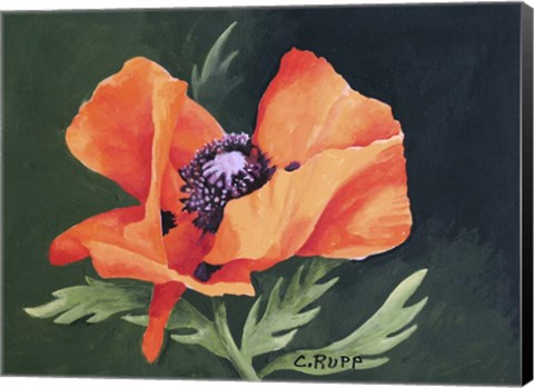 Framed Red Poppy III Print