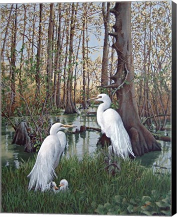 Framed Snowy White Egret Nesting Print