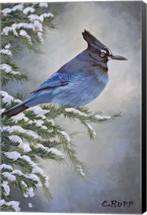 Framed Stellar Jay in Winter Print