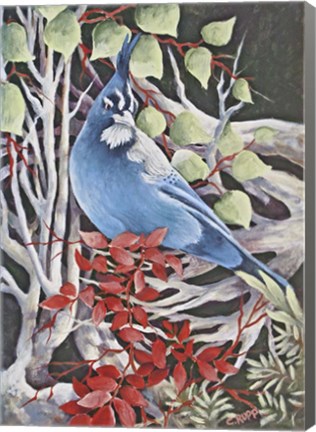 Framed Stellar Jay Waiting for Fall Print