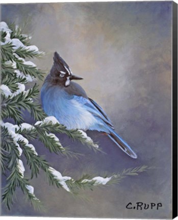Framed Stellar Jay Waiting for Sunrise Print