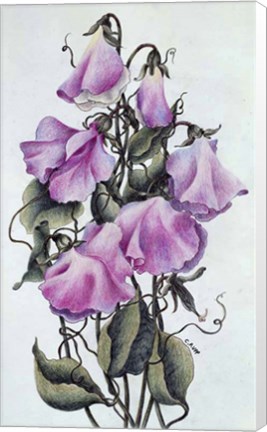 Framed Sweet Pea Print