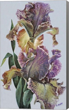 Framed Varied Bearded Iris Print