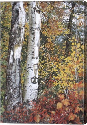 Framed Aspen Duo Print