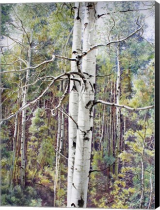 Framed Summer Aspen Color Print