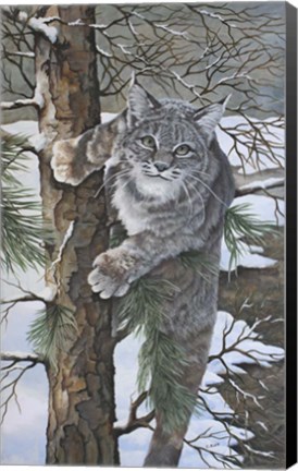 Framed Bobcat Print