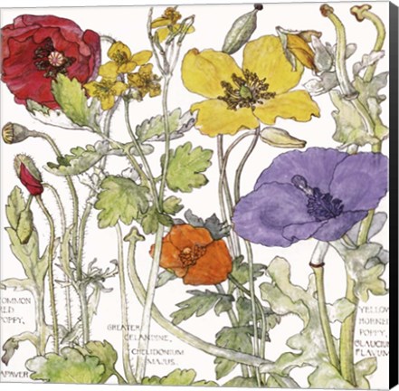 Framed Ambrosia 1 Print