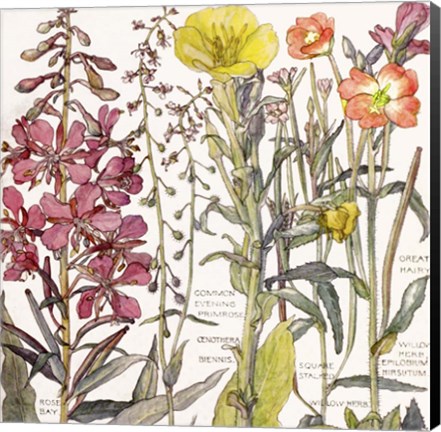 Framed Ambrosia 2 Print