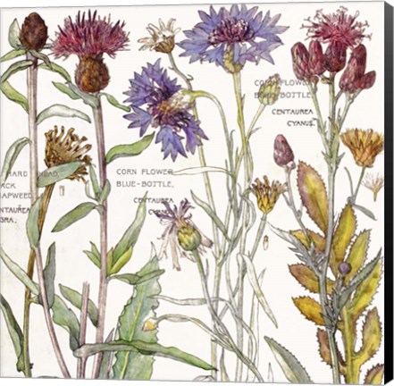 Framed Ambrosia 3 Print