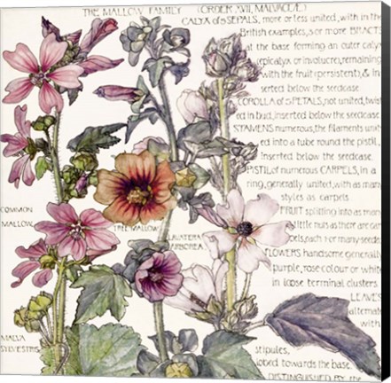 Framed Ambrosia 4 Print