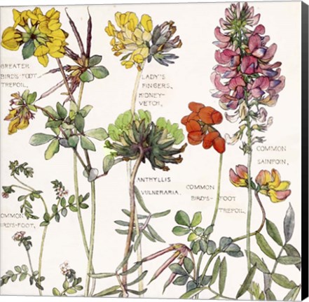 Framed Ambrosia 5 Print