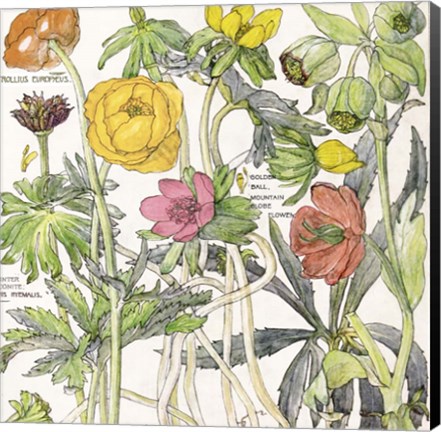 Framed Ambrosia 6 Print