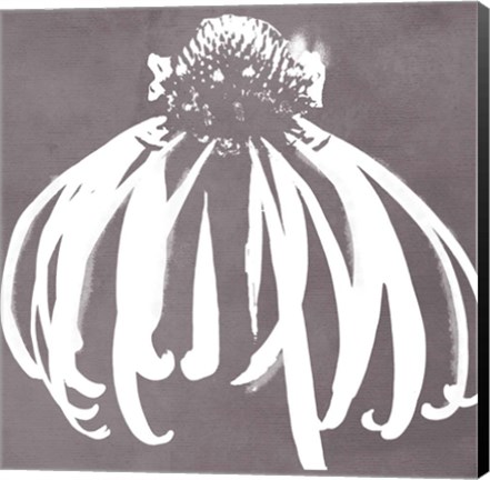 Framed Cone Flower Print