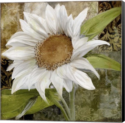 Framed White Sunflower I Print