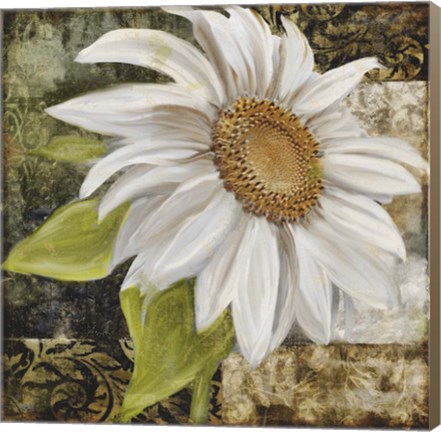Framed White Sunflower II Print