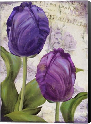 Framed Parrot Tulips I Print