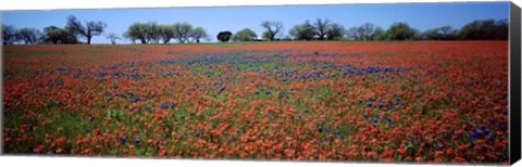 Framed Indian Paintbrush &amp; Bluebonnets TX Print