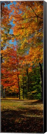 Framed Autumn trees in a forest, Orchard Park, New York Print