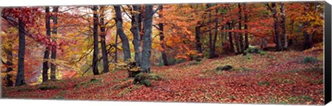 Framed Beech Trees in Autumn, Aberfeldy, Scotland Print