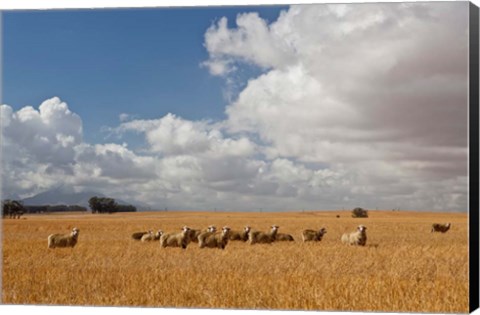 Framed Flock of Sheep Grazing in a Farm, South Africa Print