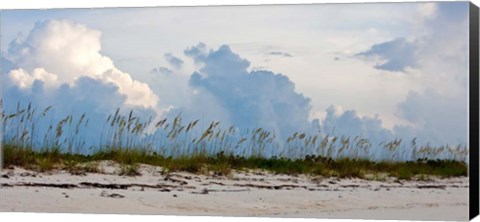 Framed Reed Grass on Beach, Great Exuma Island, Bahamas Print