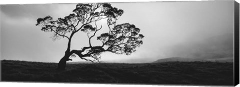 Framed Silhouette Of A Koa Tree, Big Island, Hawaii Print