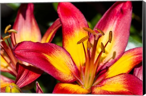 Framed Tiger lily flowers Print