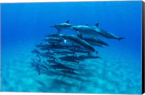 Framed Dolphins Wwimming in Pacific Ocean, Hawaii Print