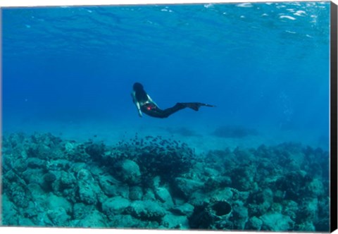 Framed View of Mermaid Swimming Undersea, Hawaii Print