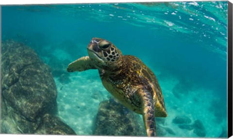 Framed Green Sea Turtle Swimming in the Pacific Ocean, Hawaii Print