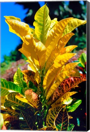 Framed Close-Up of Multi-Colored Leaves, Tahiti, French Polynesia Print