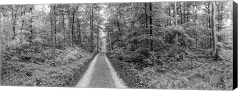 Framed Dirt Road Passing through a Forest, Baden-Wurttemberg, Germany Print