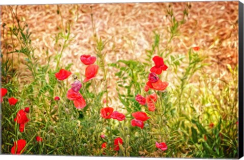 Framed Close-up of Wilting Poppies Print