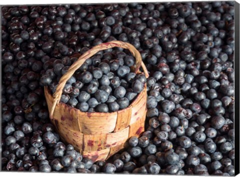 Framed Blueberries at Market, Helsinki, Finland Print