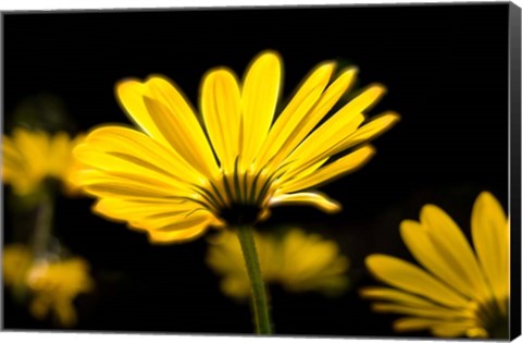 Framed Close-Up of Voltage Yellow African Daisy Flowers, Florida Print