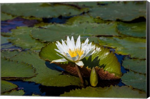 Framed Water Lily in a Pond, Florida Print