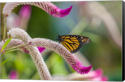 Framed Close-up of Monarch Butterfly Pollinating Flowers, Florida Print