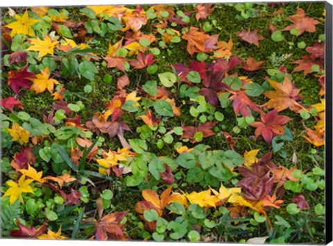 Framed Fallen Autumnal Leaves, Kodaiji Temple, Japan Print