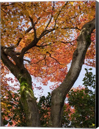 Framed Fall Leaves on V Shaped Tree, Japan Print