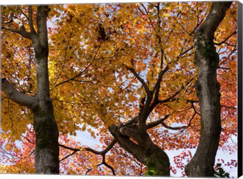 Framed Fall Leaves on Maple Tree, Japan Print