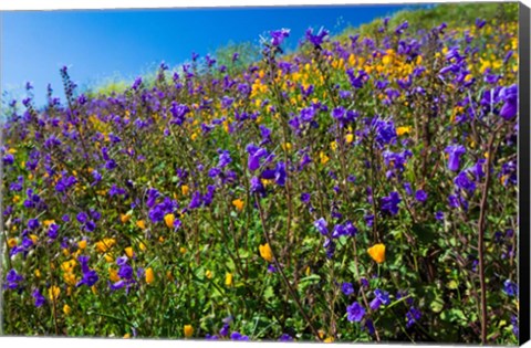 Framed Wildflowers Growing in a Field, Diamond Valley Lake, California Print