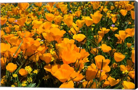 Framed Close-Up of Poppies in a field, Diamond Valley Lake, California Print