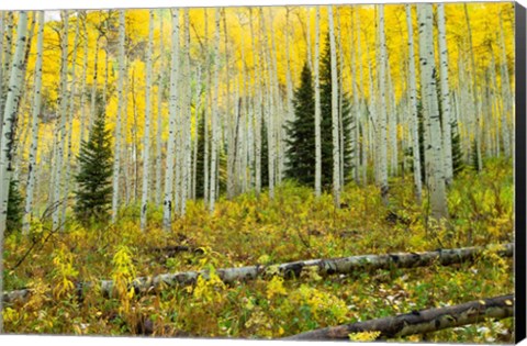 Framed Forest, Maroon Bells, Aspen, Colorado Print