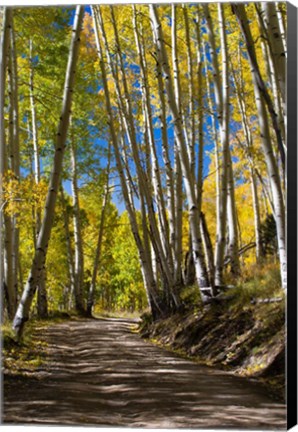 Framed Road Passing through a Forest, Maroon Creek Valley, Aspen, Colorado Print