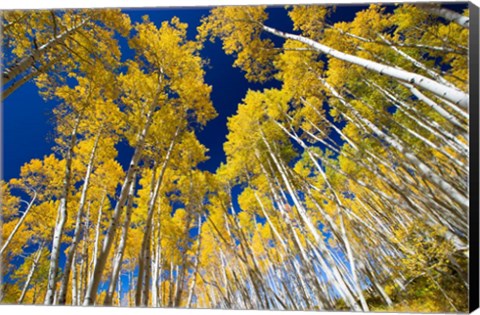 Framed Aspen Tree Tops in Maroon Bells, Aspen, Colorado Print