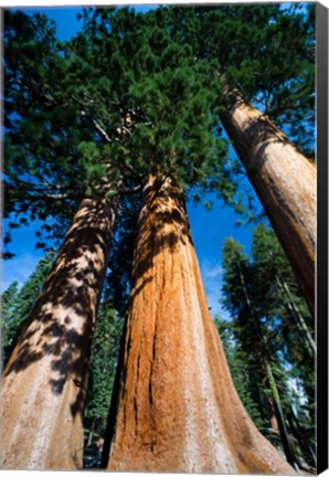 Framed Giant Sequoia Trees in Sequoia National Park, California Print