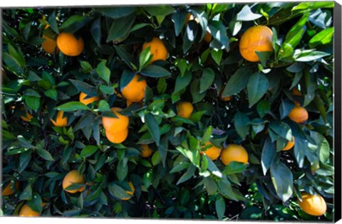 Framed Oranges Growing on a Tree, California Print