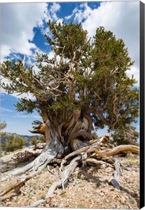 Framed Ancient Bristlecone Pine Forest in the White Mountains, California Print