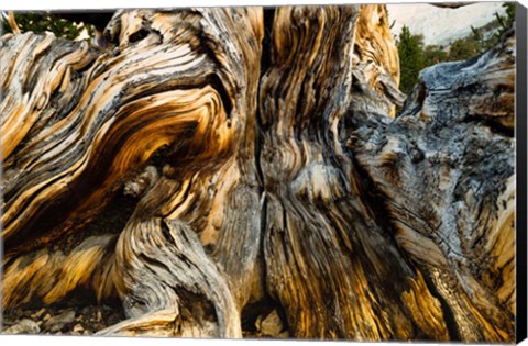 Framed Close-Up of Pine tree, Ancient Bristlecone Pine Forest, White Mountains, California Print